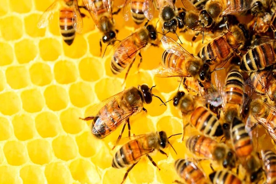 Abeilles 2