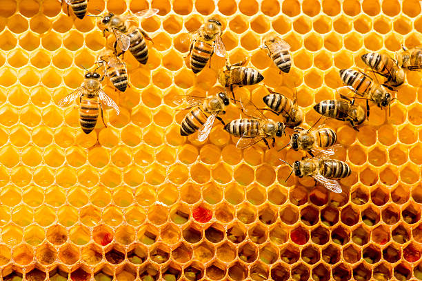  Abeilles